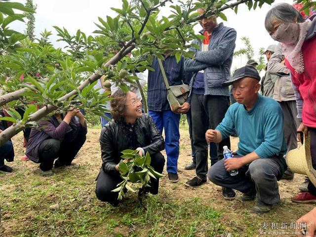 苹果种植技术培训新闻报道粮油种植实用技术培训新闻报道-第2张图片-太平洋在线下载