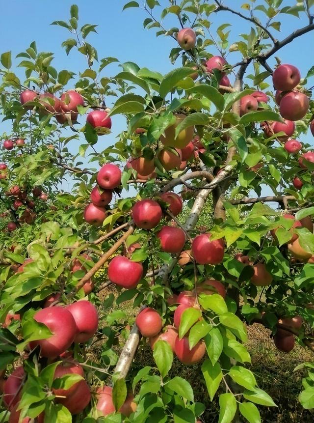 孟岭苹果采摘中央新闻北大博士孟岭案的最后判决-第2张图片-太平洋在线下载