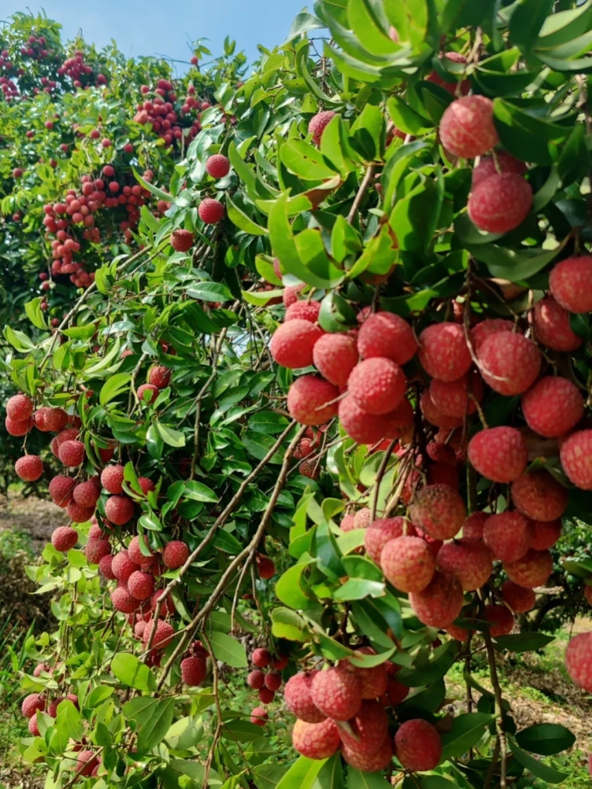 夏日之树下载手机版夏日公园安卓汉化最新版本下载-第2张图片-太平洋在线下载