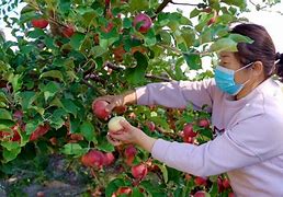 苹果版掌上蔗园掌上蔗园苹果版怎么下载