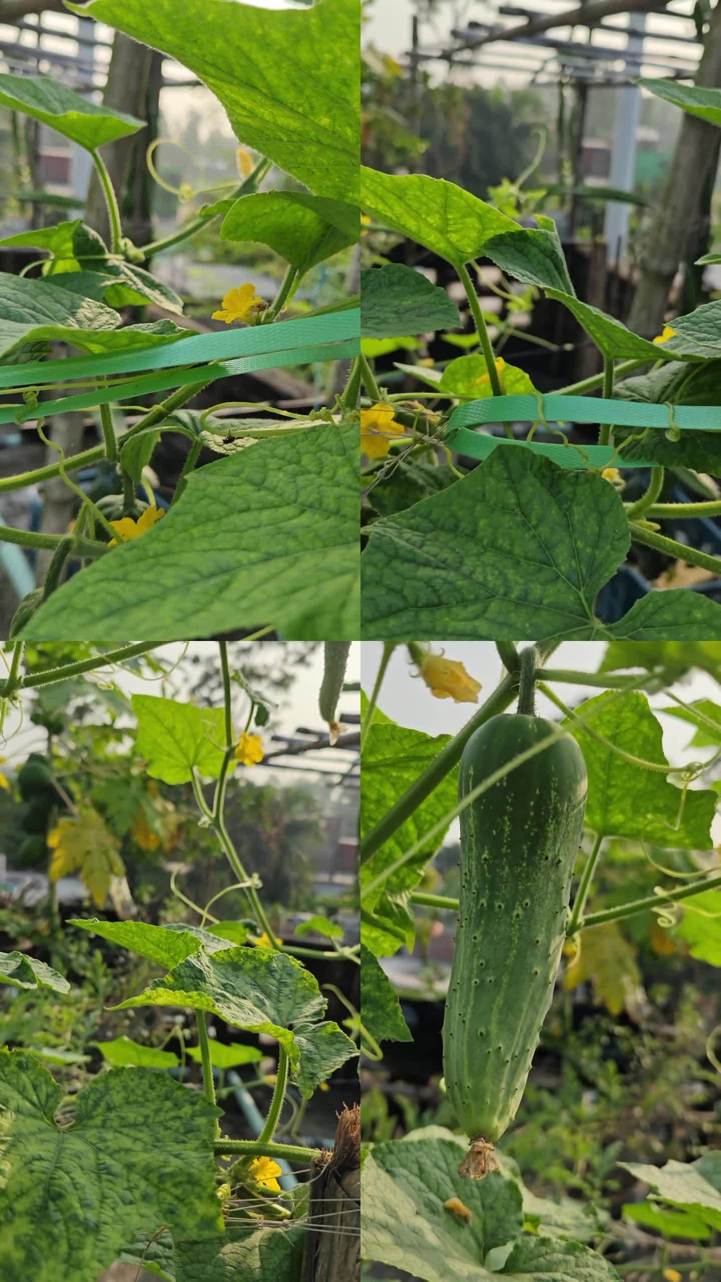 青瓜视频下载苹果版(青瓜视频下载苹果版官网)-第2张图片-有道翻译官网