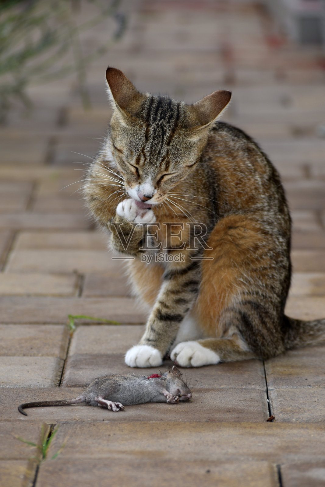 捉老鼠剪辑版下载苹果版(捉老鼠最有效又简单的视频)-第13张图片-有道翻译官网 捉老鼠剪辑版下载苹果版(捉老鼠最有效又简单的视频)-第13张图片-有道翻译官网